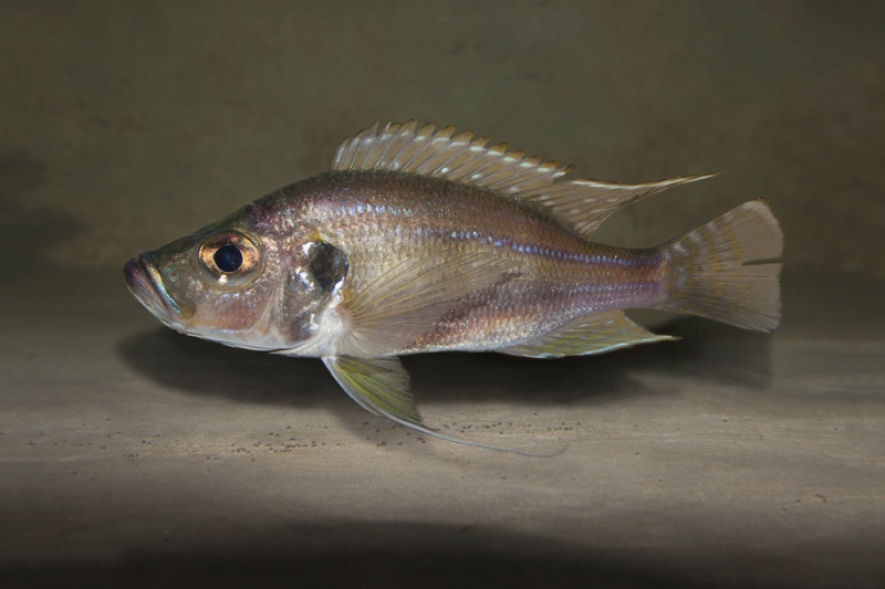 Greenwoodochromis bellcrossi 'Kansombo Banks'